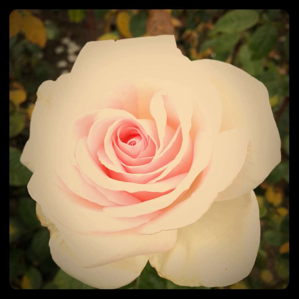 DON’T DELAY BUY IT TODAY🥰😍😘❤️